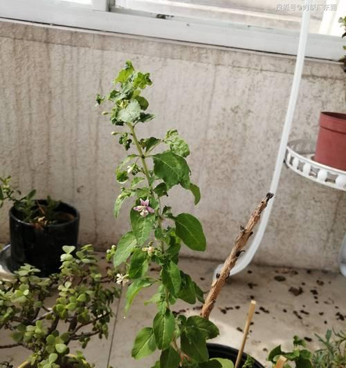 红枸杞的花期和结果时间（探讨红枸杞的生长特点及产量变化）