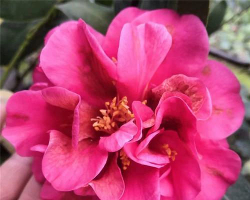 四季茶花的生长与阳光关系（四季茶花喜欢阳光还是害怕阳光？解密茶花的养护秘诀）