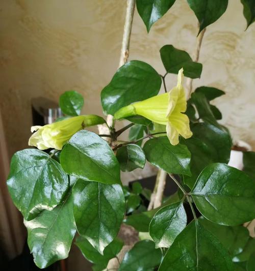 幸福树一年开几次花？（探究幸福树的花期和开花频率，）