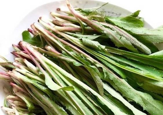 苦菜的生长习性及药用价值（了解苦菜，发现健康价值）