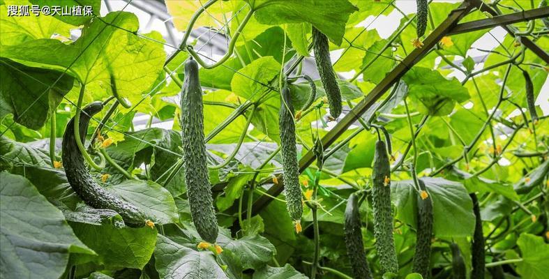 黄瓜从开花到成熟的时间（生长周期、果实特征、栽培技巧）