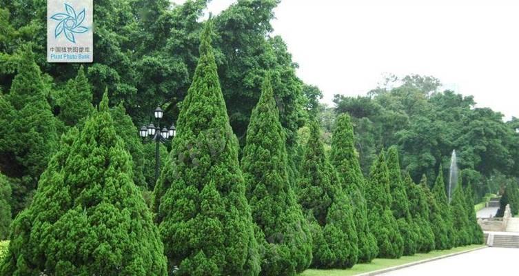 探究龙柏的历史、特点及功效（探究龙柏的历史、特点及功效）