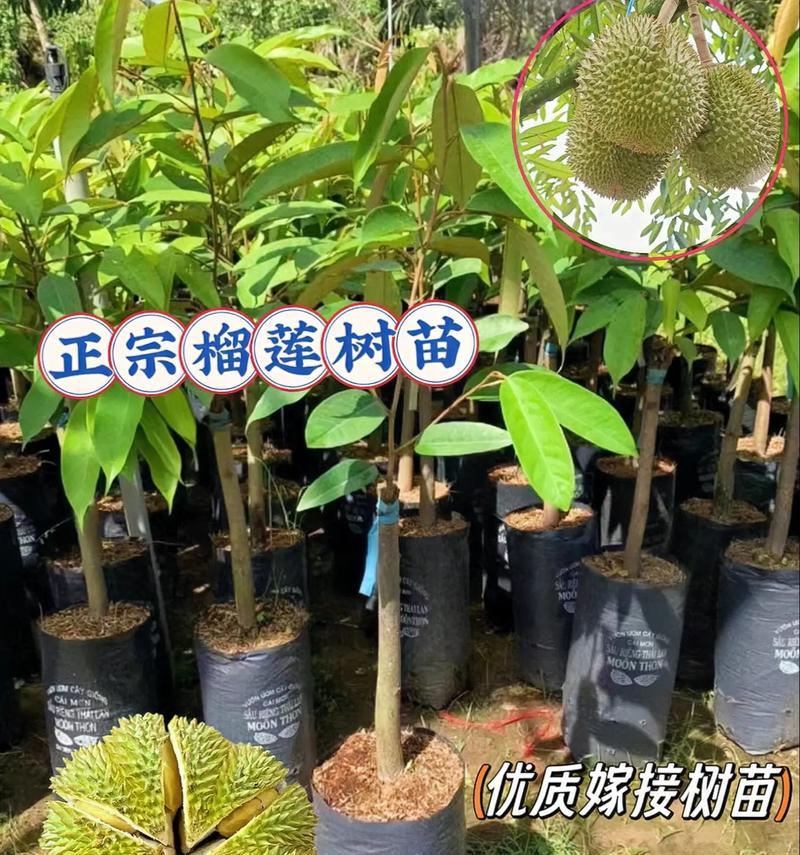 榴莲树苗在北方生长的可行性（探究榴莲树苗在北方种植的可能性及需注意的问题）