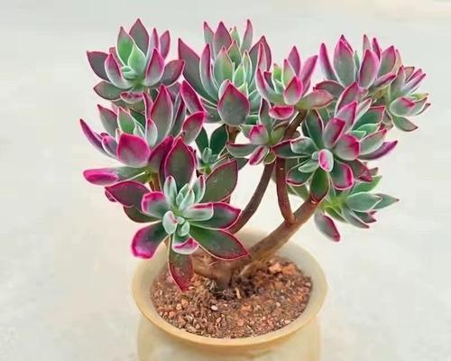 锦晃星多肉养殖指南（如何成功种植锦晃星多肉）