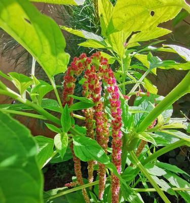红米菜和苋菜是同一种菜吗？（探究红米菜和苋菜的区别与联系）