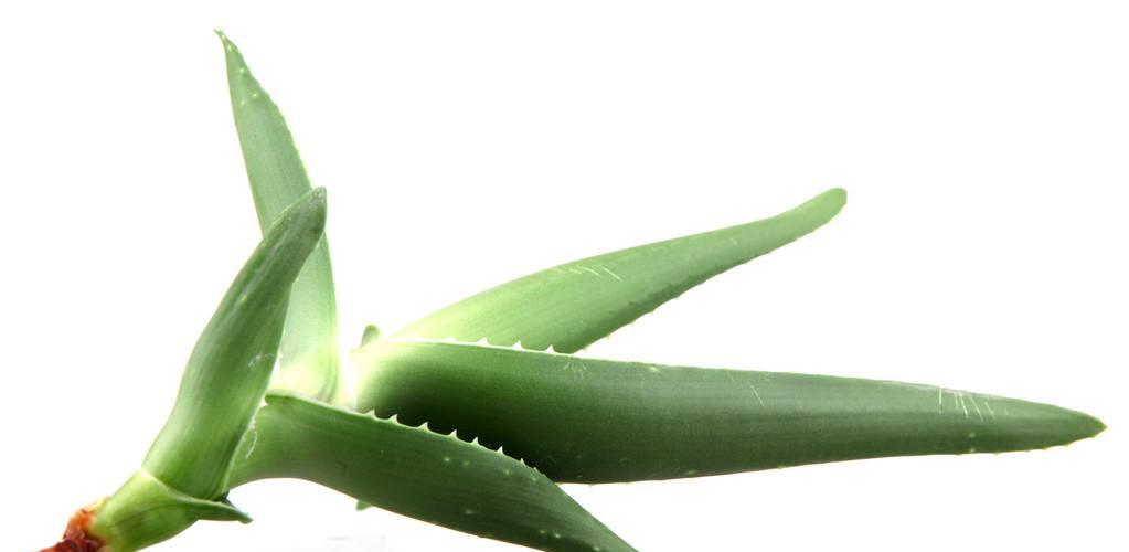芦荟是种子植物吗？（探究芦荟的生物分类和特征）