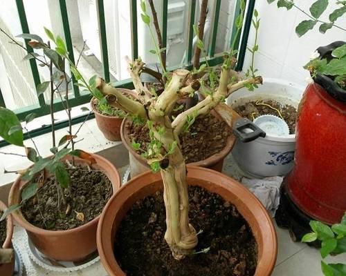 金银花的室内养护方法（让你轻松在家享受金银花的美丽）