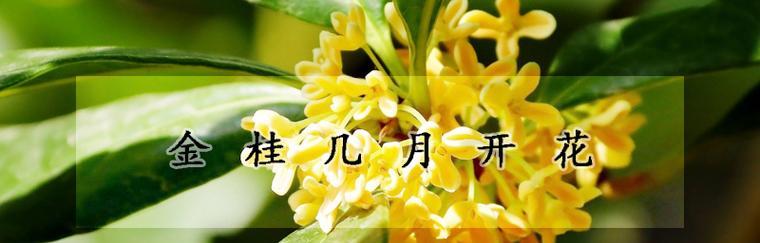 揭秘金桂开花季节与寓意（金桂花语与开花时间，探究金桂的由来）