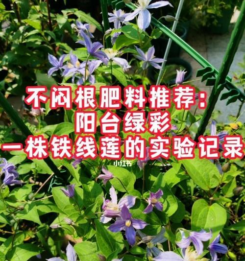 铁线莲度夏安全指南（如何在炎炎夏日中养护铁线莲？）