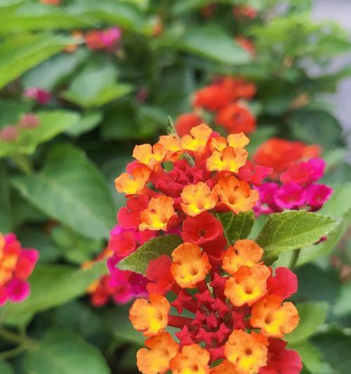 五色梅开花季节（盛开的五彩斑斓）