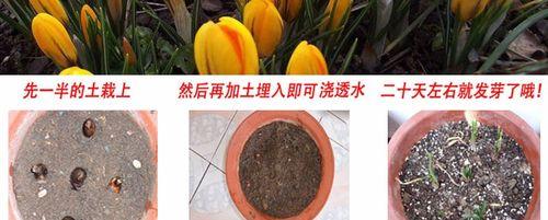 番红花开花后的处理方法（一步步教你处理番红花开花后的问题）