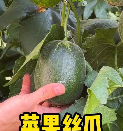 丝瓜的营养与食用方法详解（丝瓜的健康价值和多种吃法，轻松享受美味和健康）