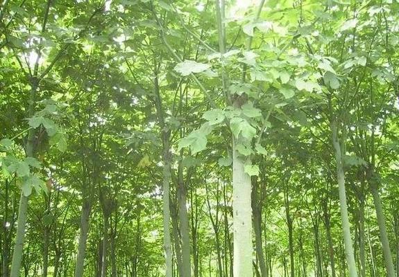 枫树和梧桐树的区别（探究这两种树的形态、生长环境和生态功能）