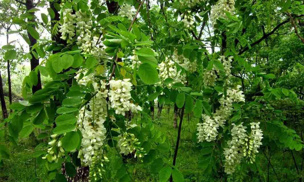 槐树花期是什么时候？（探寻槐树开花的奥秘）
