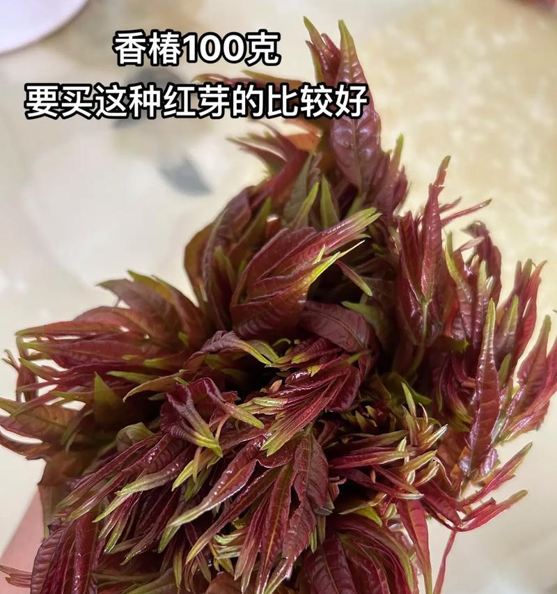 香椿树果实的食用价值（探究香椿树果实的可食性及其营养价值）
