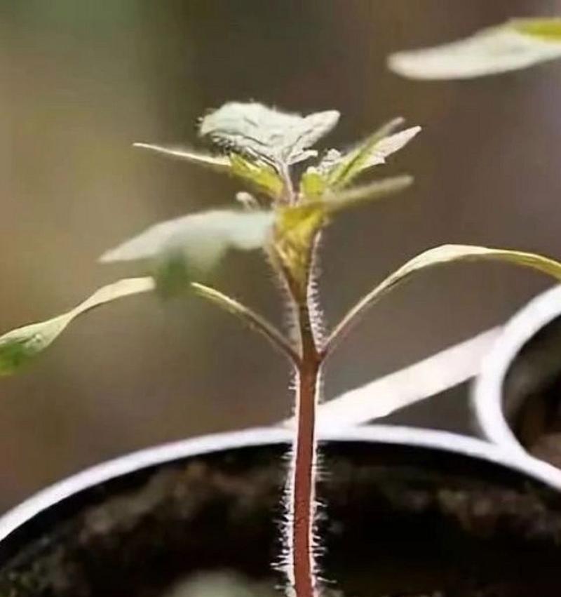 如何在一盆圣女果中种植合适的数量（从种植到收获，圣女果的全过程）