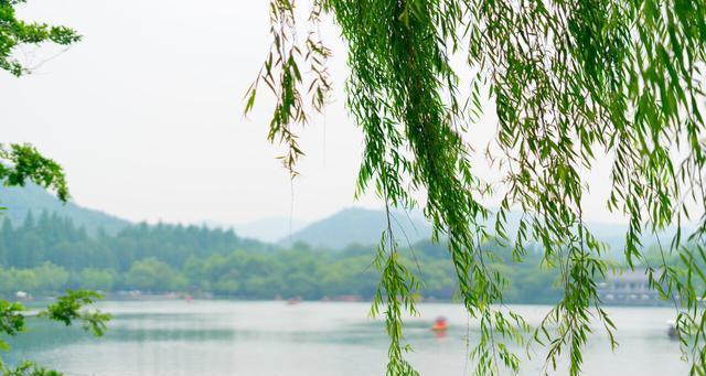 家庭种柳树攻略（如何在家里种植柳树）