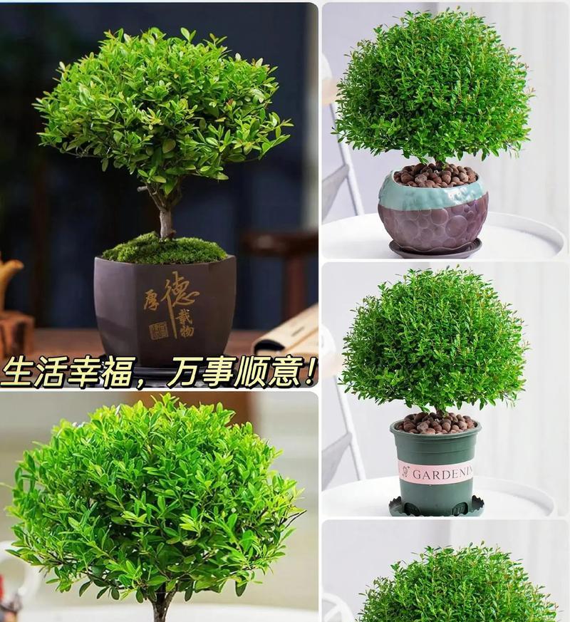 如何成功扦插赤楠？（掌握技巧，让赤楠在你的手中生根发芽）