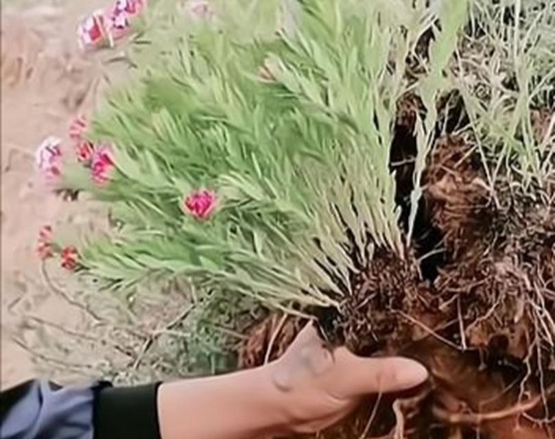 人参发芽长叶：探究人参的生长过程