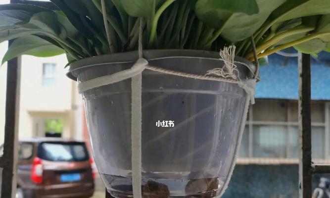 绿萝移盆后的浇水技巧（如何正确地浇水以保证绿萝的健康成长）