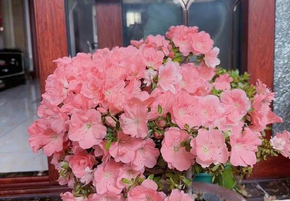 杜鹃花长虫子应对方法（如何防治杜鹃花的害虫？）