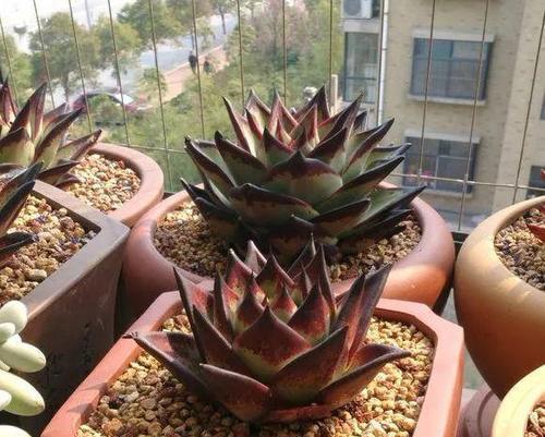 黄皮乌木多肉养护指南（绿植爱好者必看！从选择到养护，教你打造养眼多肉天堂）