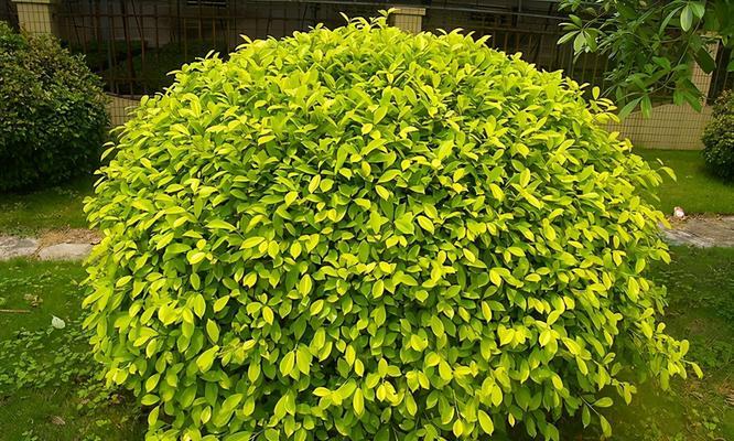 探秘灌木植物的世界（灌木植物的特点、分类、生长环境和用途）