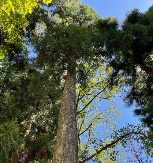 松树和松柏树（了解松树和松柏树的特点和生态习性）