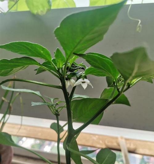 香瓜可以种在花盆里吗？——解密香瓜盆栽的秘密（香瓜的适宜生长环境、种植要点、养护技巧一网打尽）