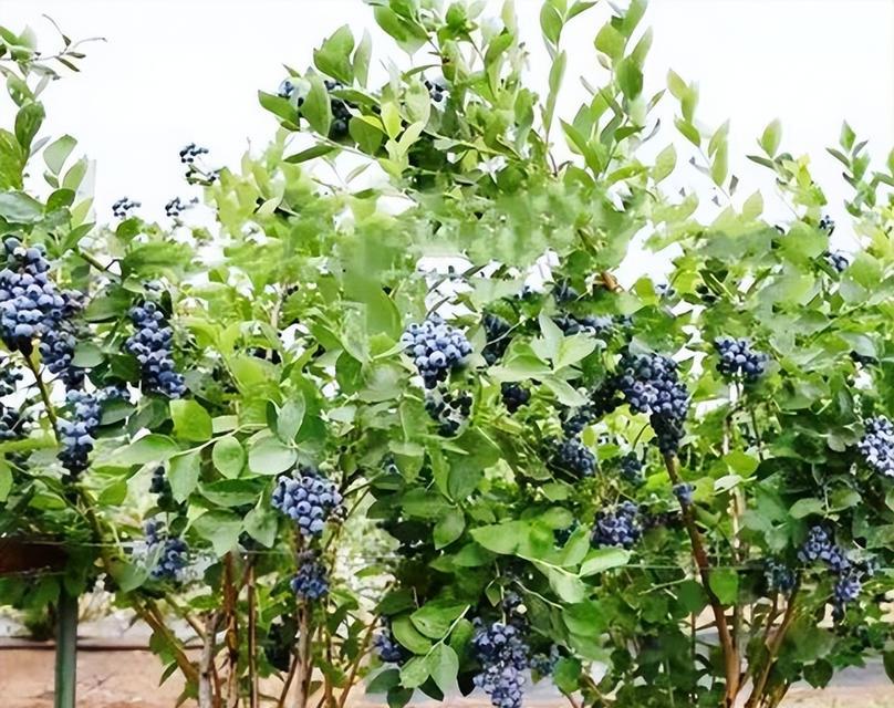 蓝莓种植全攻略（适宜种植月份、地理环境、育苗方法等全面解析）