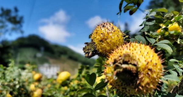 刺梨树几年可以结果实？（刺梨种植的技巧和注意事项）