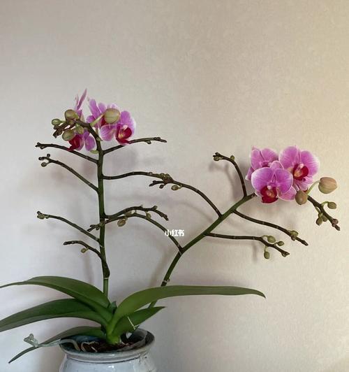 蝴蝶兰能否复花（探究蝴蝶兰的复花能力，解析复花过程）
