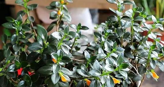凌霄花到底喜阴还是喜阳？（探究凌霄花的生态习惯和栽培技巧，）