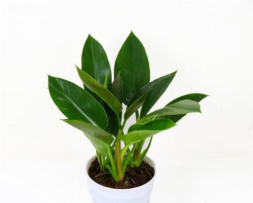 红钻植物的浇水方式详解（春夏秋冬，不同季节需注意的细节）