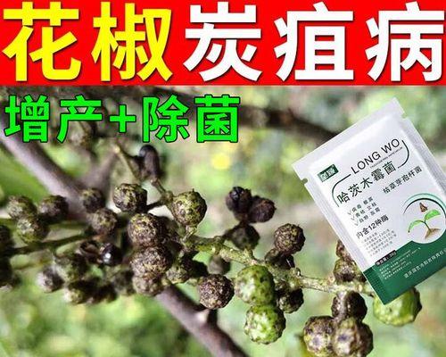 花椒树炭疽病的研究与治疗（发病原因及治疗方法探析）