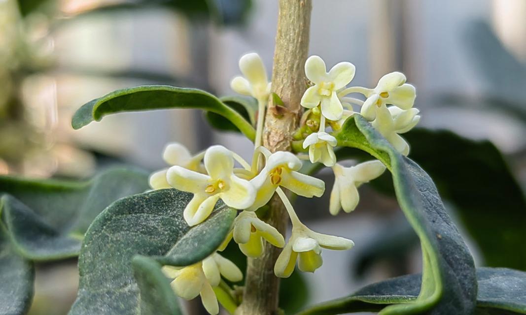 秋日里的香气——探寻桂花开放的奥秘（桂花开花季节、开放时间和特点）