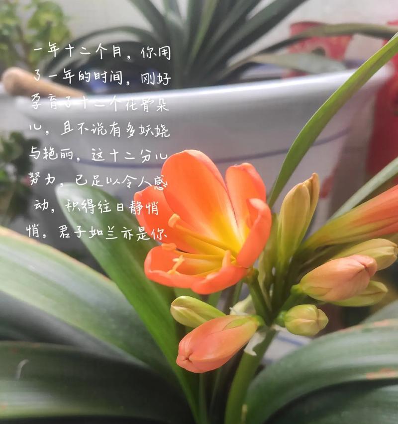 对子兰开花周期（探究对子兰开花规律，了解对子兰花期长短）