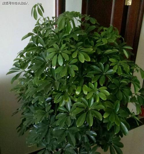 鹅掌木水培之道（掌握技巧，让鹅掌木在水中自由生长）