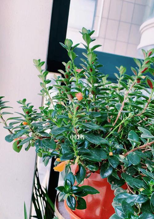 金鱼吊兰的花期和养护技巧（了解金鱼吊兰的花期，让家里更美丽）
