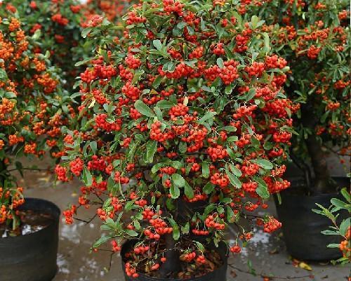 火棘实种植多久能结果？（探究火棘果树的成长规律）