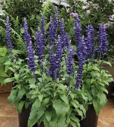 马鞭草与薰衣草的区别（种植、花朵、用途等方面的差异比较）
