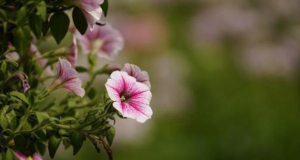 矮牵牛——仙人掌中的“仙女”（仙人掌科植物，花朵色彩斑斓，生长环境特殊）
