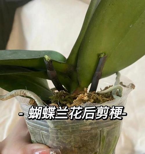 蝴蝶兰花期及生长特点解析（从花期、生长环境到花朵颜色，全方位了解蝴蝶兰的生长情况）