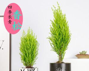 家里养香松的风水好处：寓意吉祥如意，促进家庭和谐