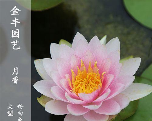 睡莲的空气净化功效（睡莲能吸甲醛，是家居装修的好帮手）
