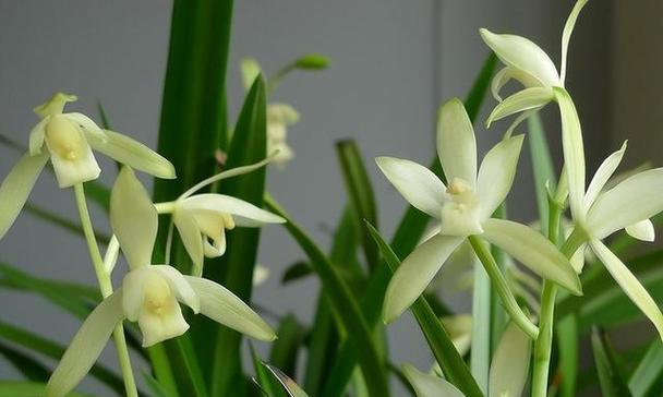 家里也能种兰花，享受静谧芳香（掌握技巧，让生活更美好）