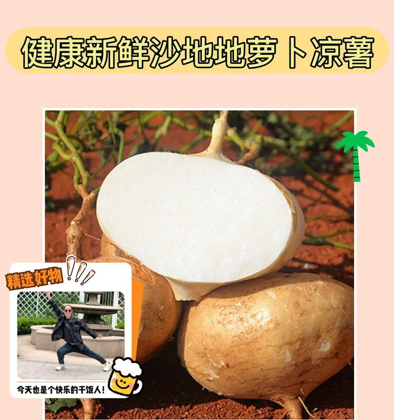 如何种植优质的白地瓜（时间、方法、技巧一网打尽）