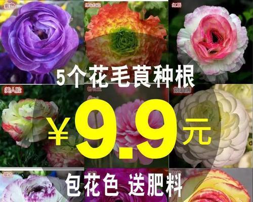 芹叶牡丹养护指南（如何让芹叶牡丹茁壮成长？——芹叶牡丹种植技巧详解）