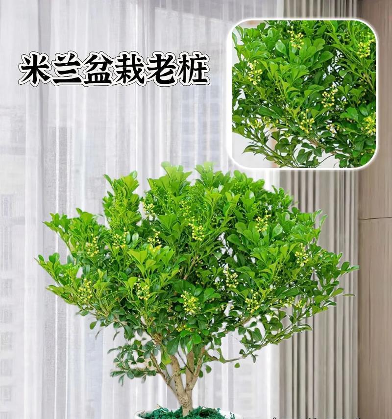 如何养护米兰开出盛放的花朵（米兰花的养护技巧与注意事项）