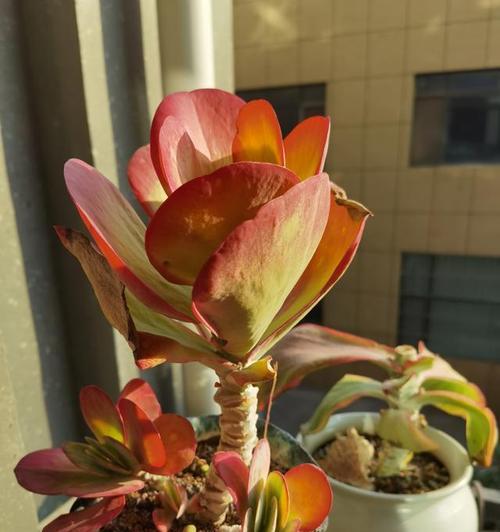 唐印的老桩造型养成方法（让你的唐印变得更加富有年代感）
